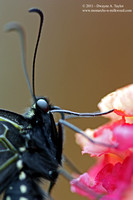 Black_Swallowtail_Macro_on_Lantana