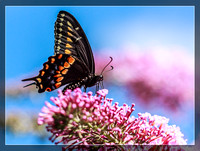 Black Swallowtail1